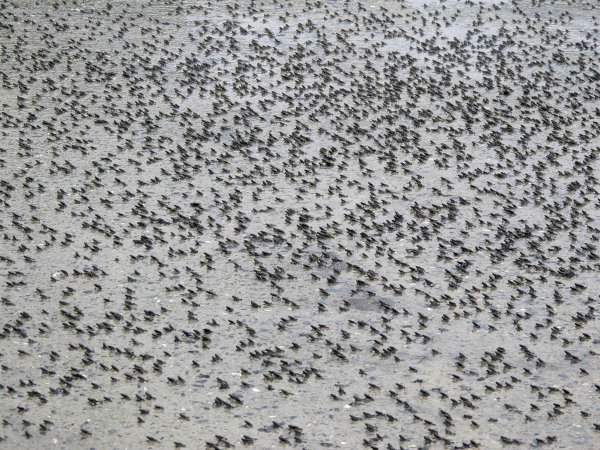 Миграция лягушек