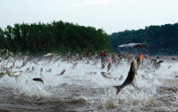 Рыбный дождь