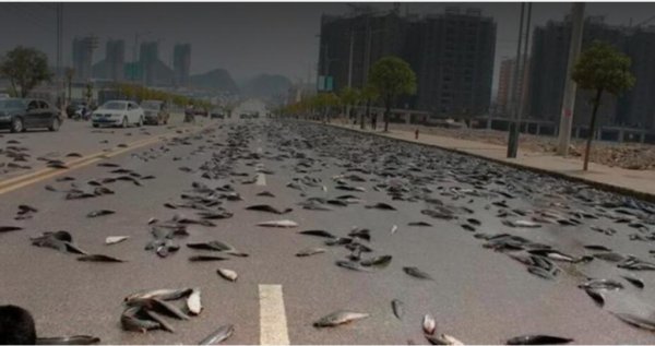 Йоро рыбный дождь