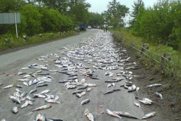 В городе Йоро Гондурасе рыбный дождь