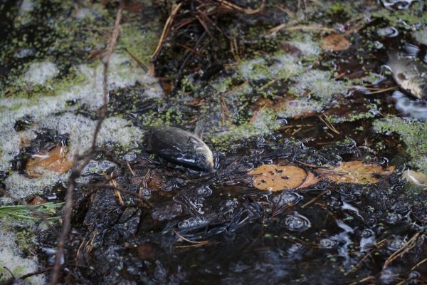 Дождь из рыбы