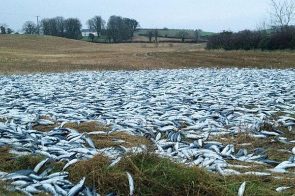 Рыбный дождь