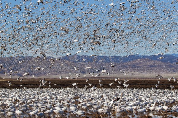 Дождь из яиц