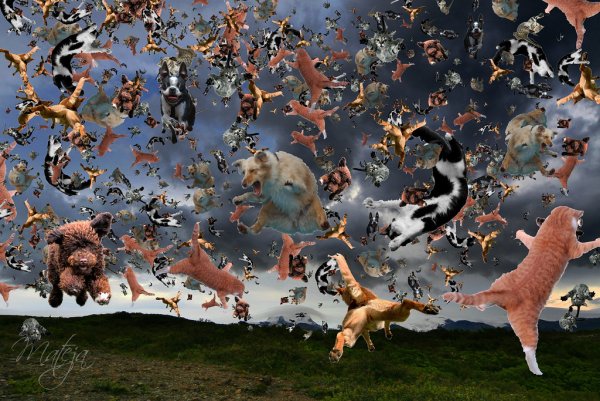 Дождь из котов