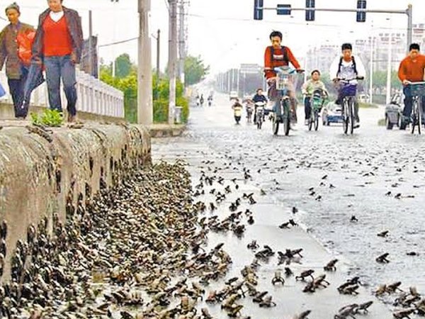 Дождь из лягушек в 1997