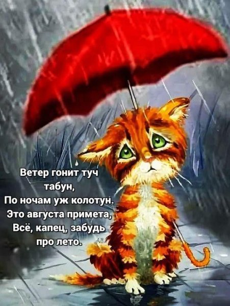 Кот под дождем