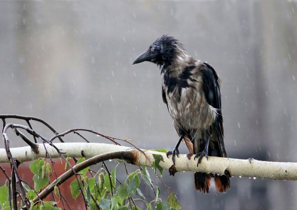 Ворон под дождем