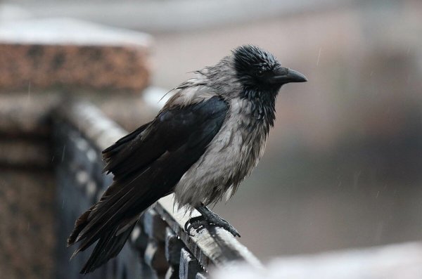 Серая ворона оседлая