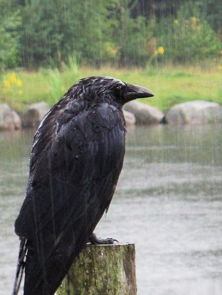 Мокрая ворона