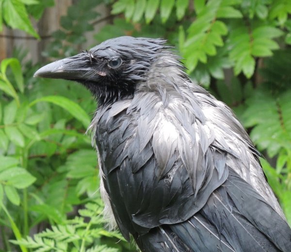 Мокрая ворона