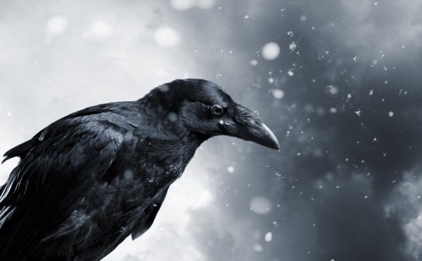 Ворона плачет
