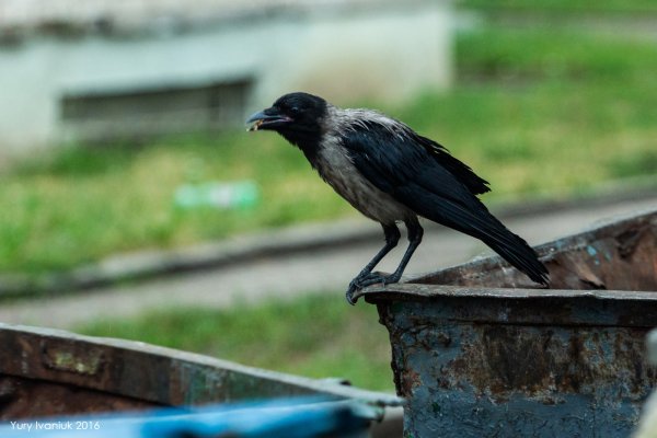 Ворона дождь
