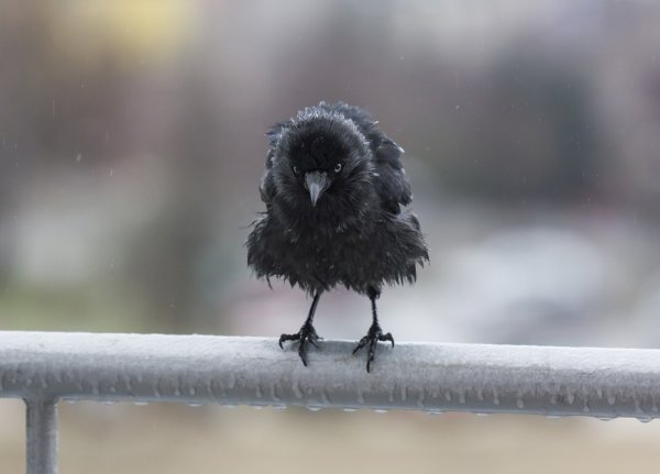 Ворон под дождем