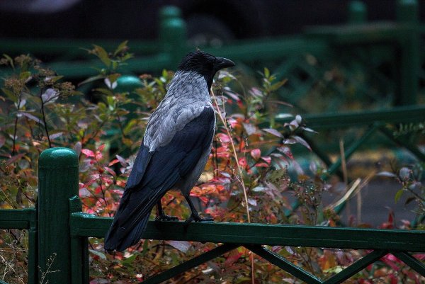 Ворон дождь