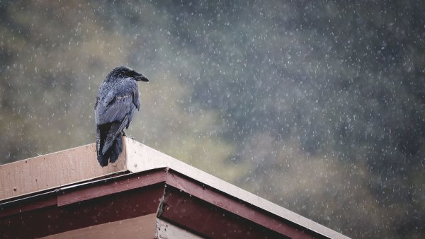 Ворона на крыше