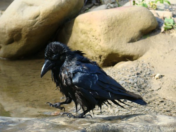 Лохматая ворона