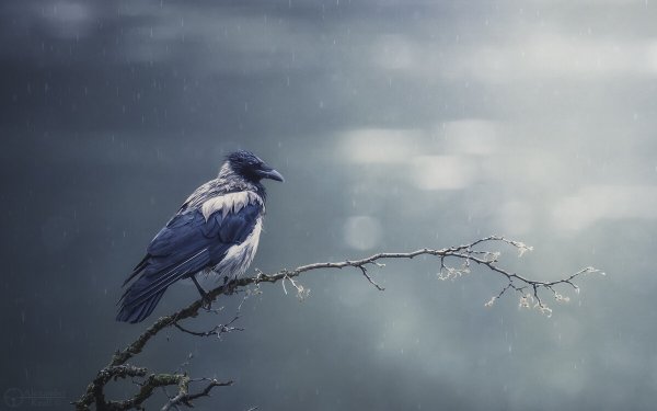 Вороны на ветке