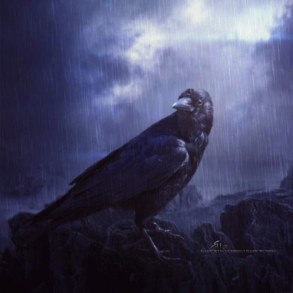 Ворон дождь