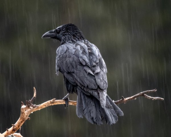 Ворон под дождем