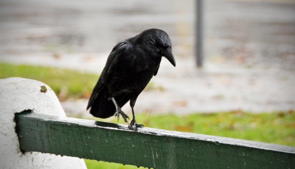 Ворона под дождем