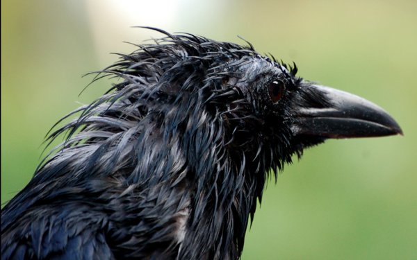 Мокрая птица