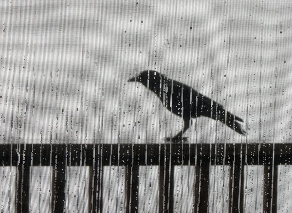 Ворон на окне