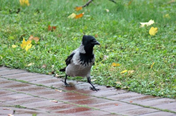 Ворона дождь