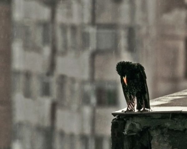 Одинокий Воробей под дождем
