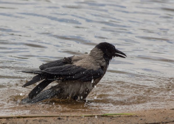 Ворона купается в луже
