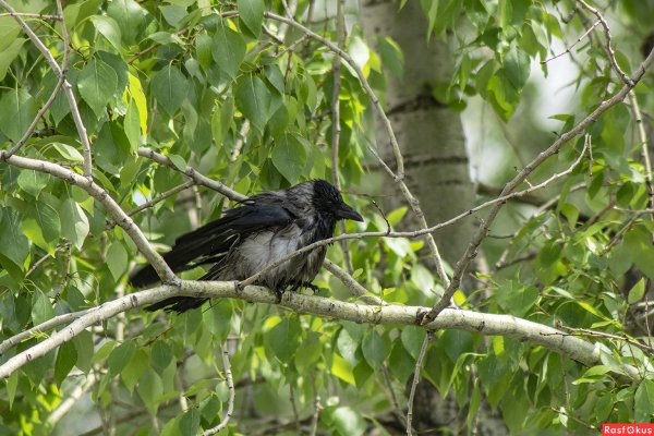 Мокрое дерево с вороной