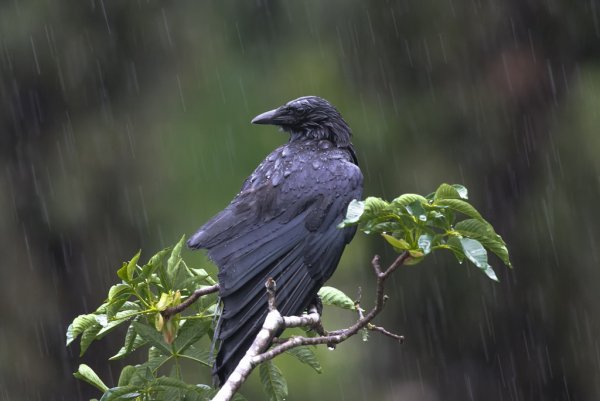 Иссиня-черный ворон