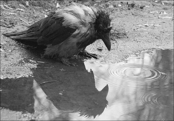 Грустный ворон