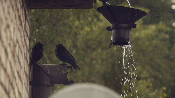 Ворона под дождем