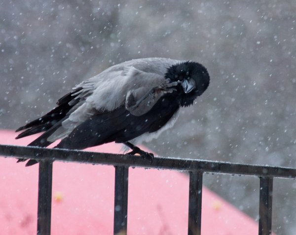 Снежный ворон