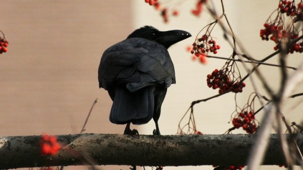 Вороны осенью