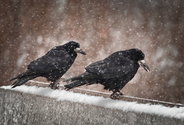Грачи в городе
