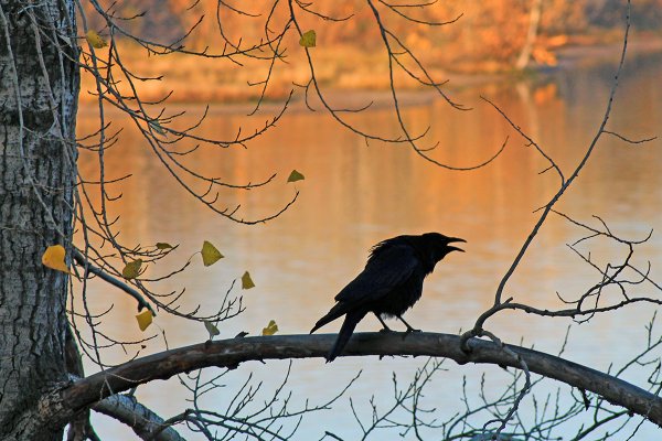 Ворон на ветке