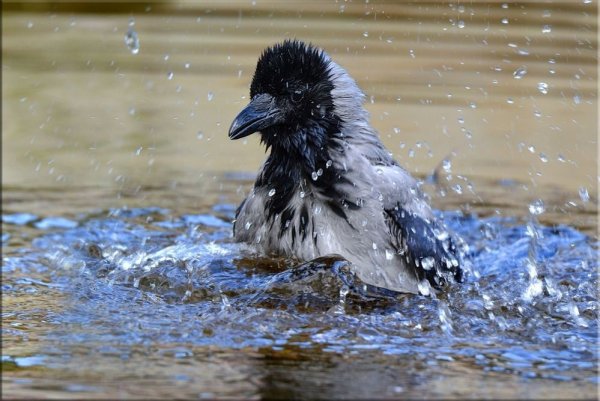Ворона купается в луже