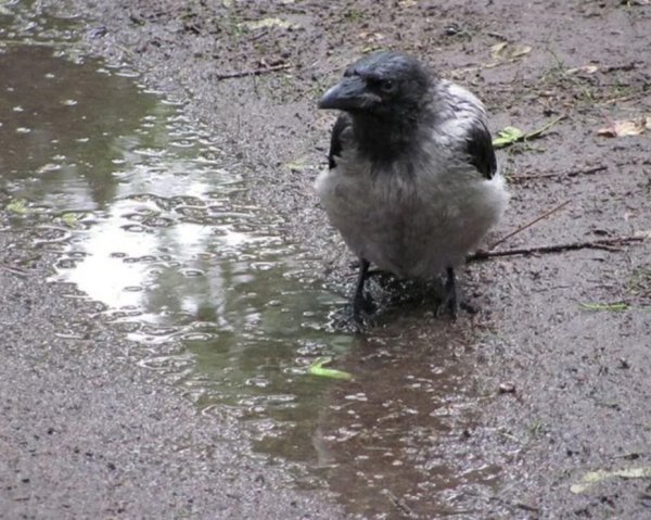 Мокрая серая ворона