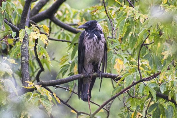 Ворона дождь