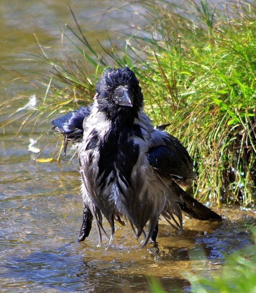 Мокрая ворона