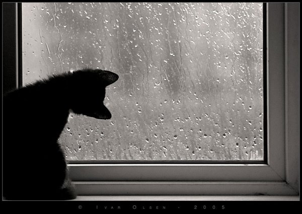 Непогода за окном