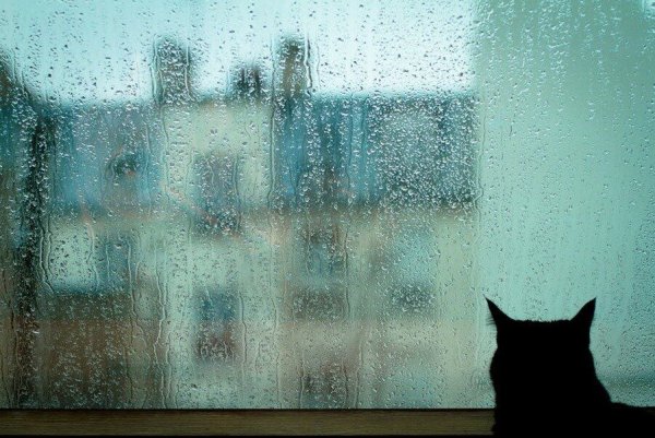 Кот и дождь за окном