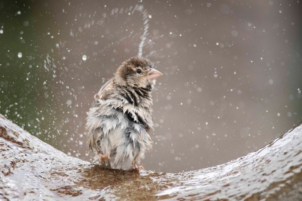 Взъерошенный Воробей