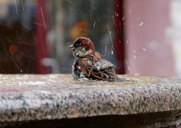 Птица мерзнет