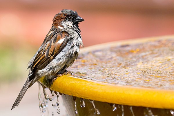 Мокрый Воробей