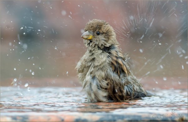 Птица под дождем