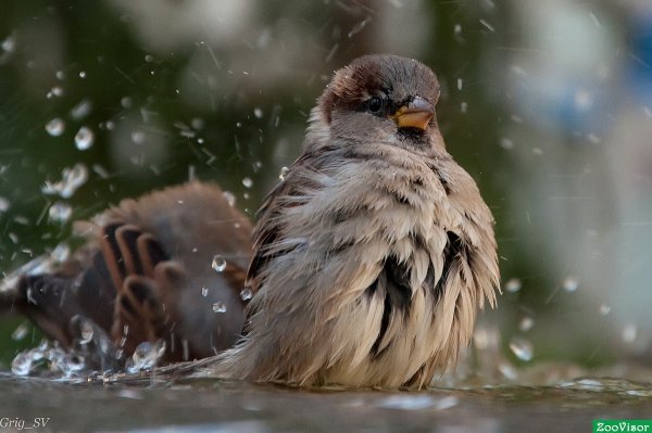 Птицы встревоженные