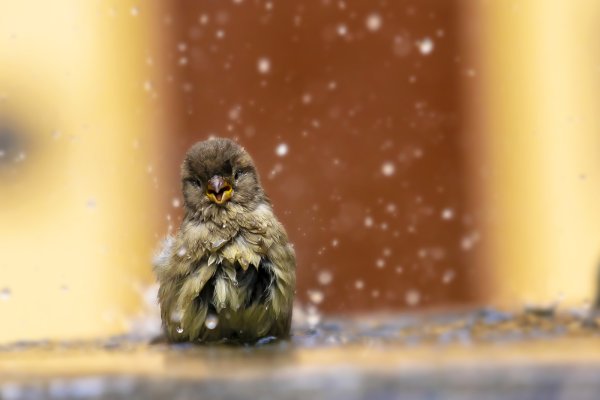 Воробей под дождем