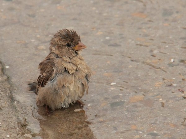 Воробей в луже